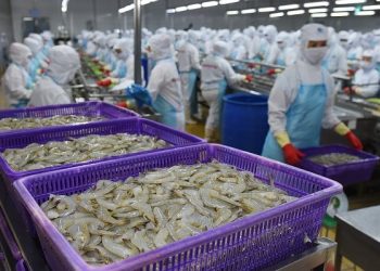 Tôm Việt có nguy cơ mất thị phần tại thị trường Mỹ