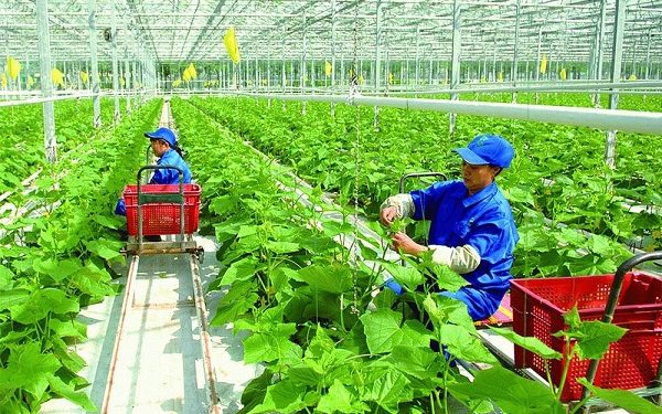Nông nghiệp không chỉ là “trụ đỡ” mà phải gắn với mô hình phát triển xanh