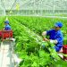 Nông nghiệp không chỉ là “trụ đỡ” mà phải gắn với mô hình phát triển xanh