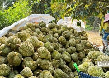 Khan hàng, doanh nghiệp tăng giá gom sầu riêng xuất khẩu