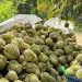 Khan hàng, doanh nghiệp tăng giá gom sầu riêng xuất khẩu