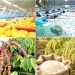 Giảm phát thải: ‘Giấy thông hành’ cho nông sản xuất khẩu