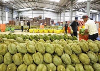 Sầu riêng – Động lực tăng trưởng kinh tế của tỉnh Đắk Lắk