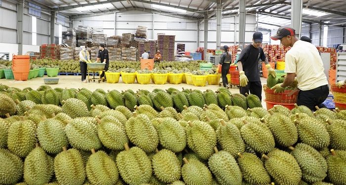 Sầu riêng – Động lực tăng trưởng kinh tế của tỉnh Đắk Lắk