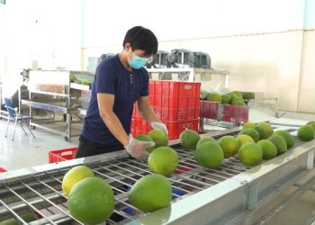 Xuất khẩu bưởi, chanh sang Trung Quốc: Cơ hội lớn đi kèm yêu cầu khắt khe