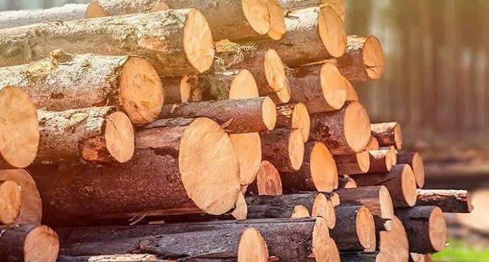 Nghịch lý rừng nhiều nhưng ngành gỗ vẫn thiếu nguyên liệu chế biến sâu