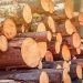 Nghịch lý rừng nhiều nhưng ngành gỗ vẫn thiếu nguyên liệu chế biến sâu