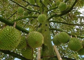 Sầu riêng Việt Nam phải tăng giá trị thay vì tăng diện tích