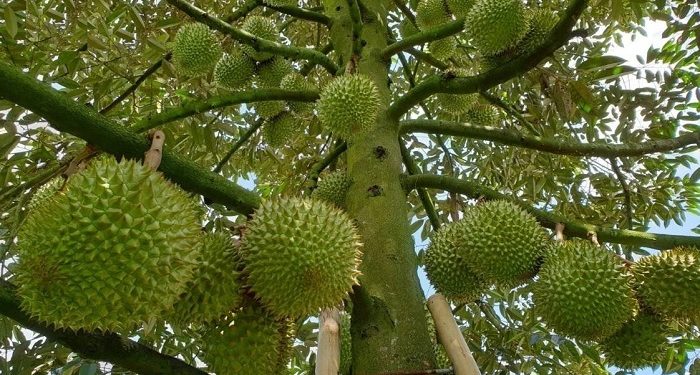 Sầu riêng Việt Nam phải tăng giá trị thay vì tăng diện tích