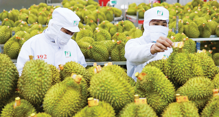 Xuất khẩu rau quả Việt tăng tốc tại thị trường Trung Quốc