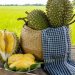 Sầu riêng Việt Nam phải tăng giá trị thay vì tăng diện tích